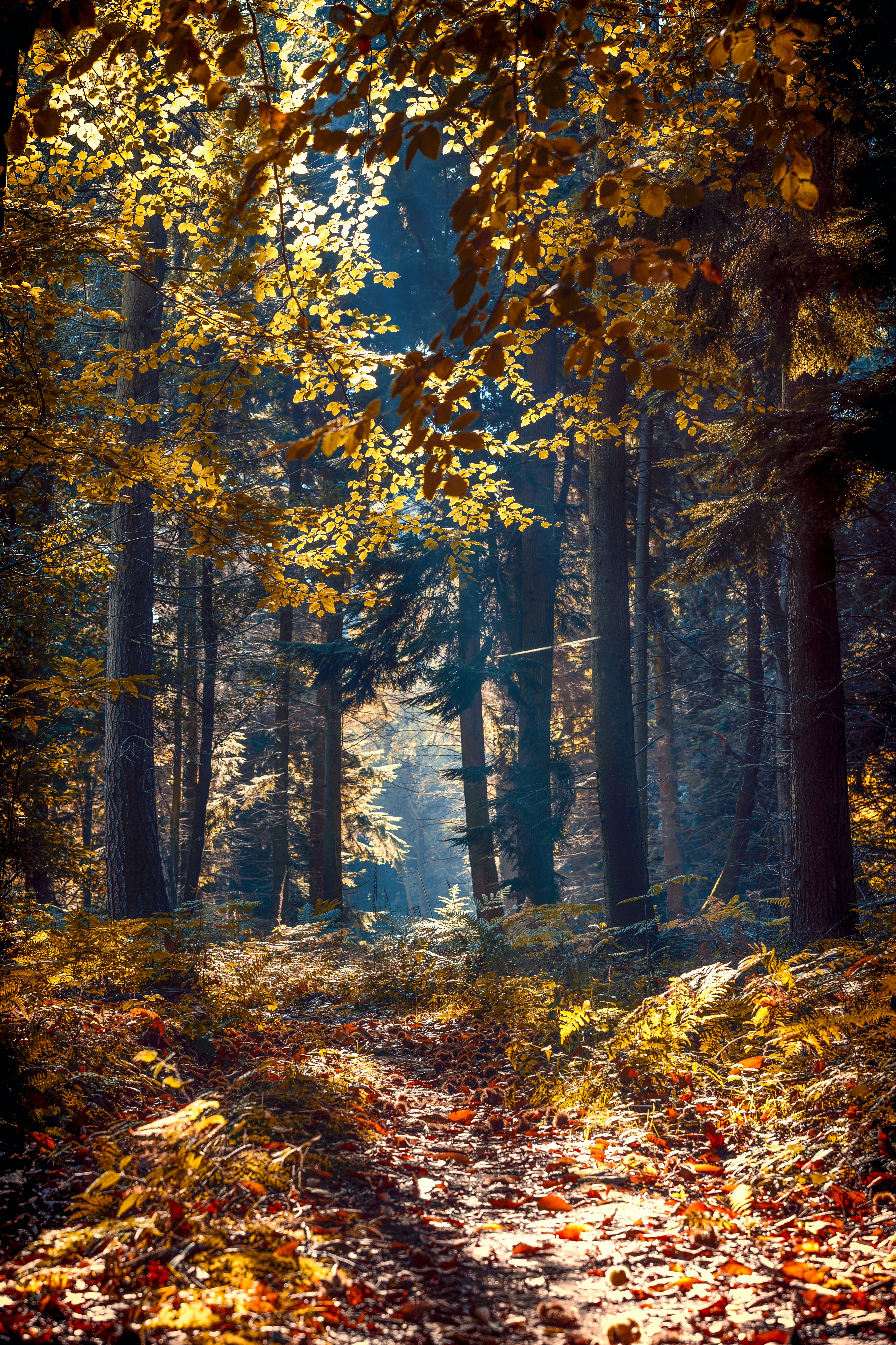 forestecco