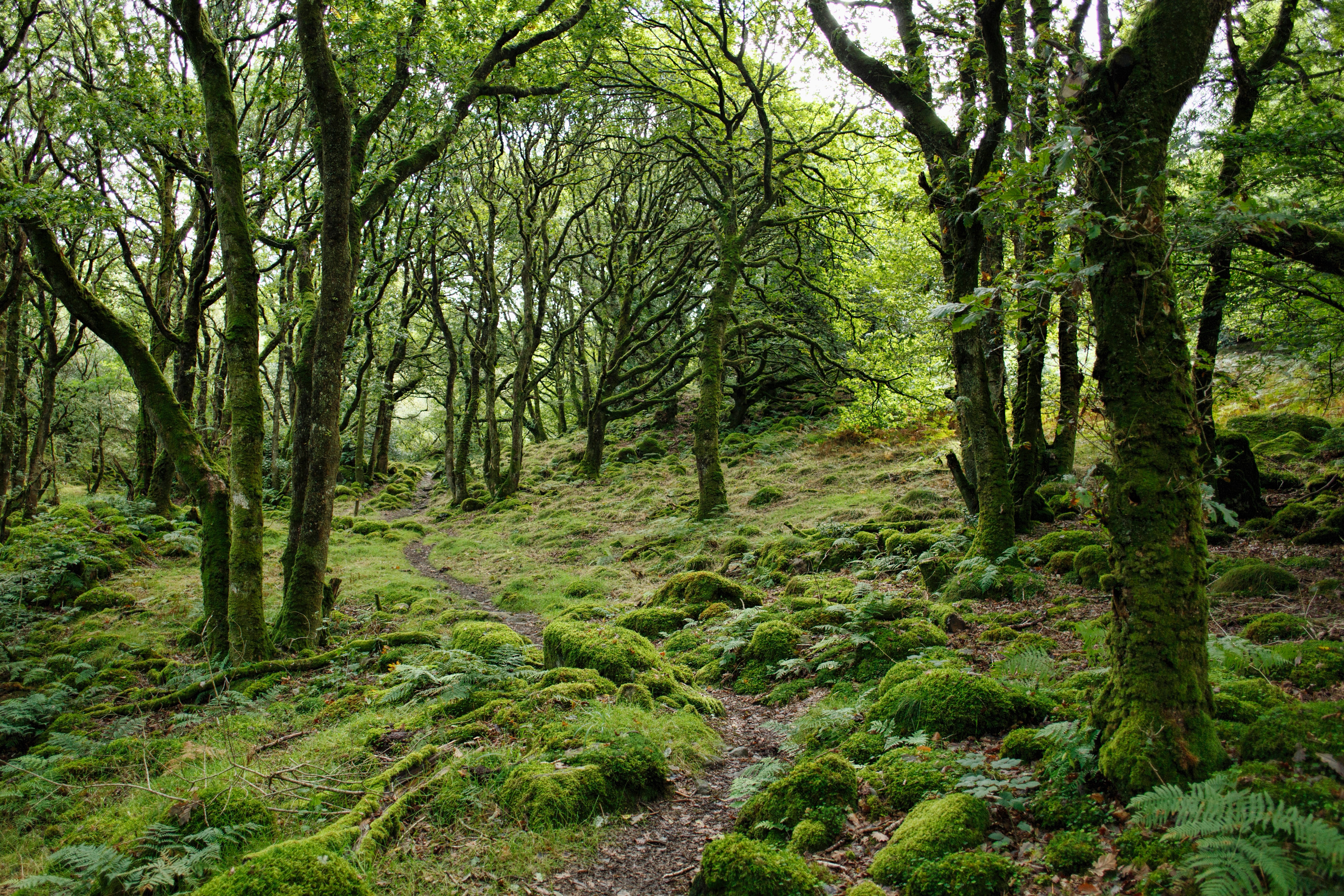 forestecco
