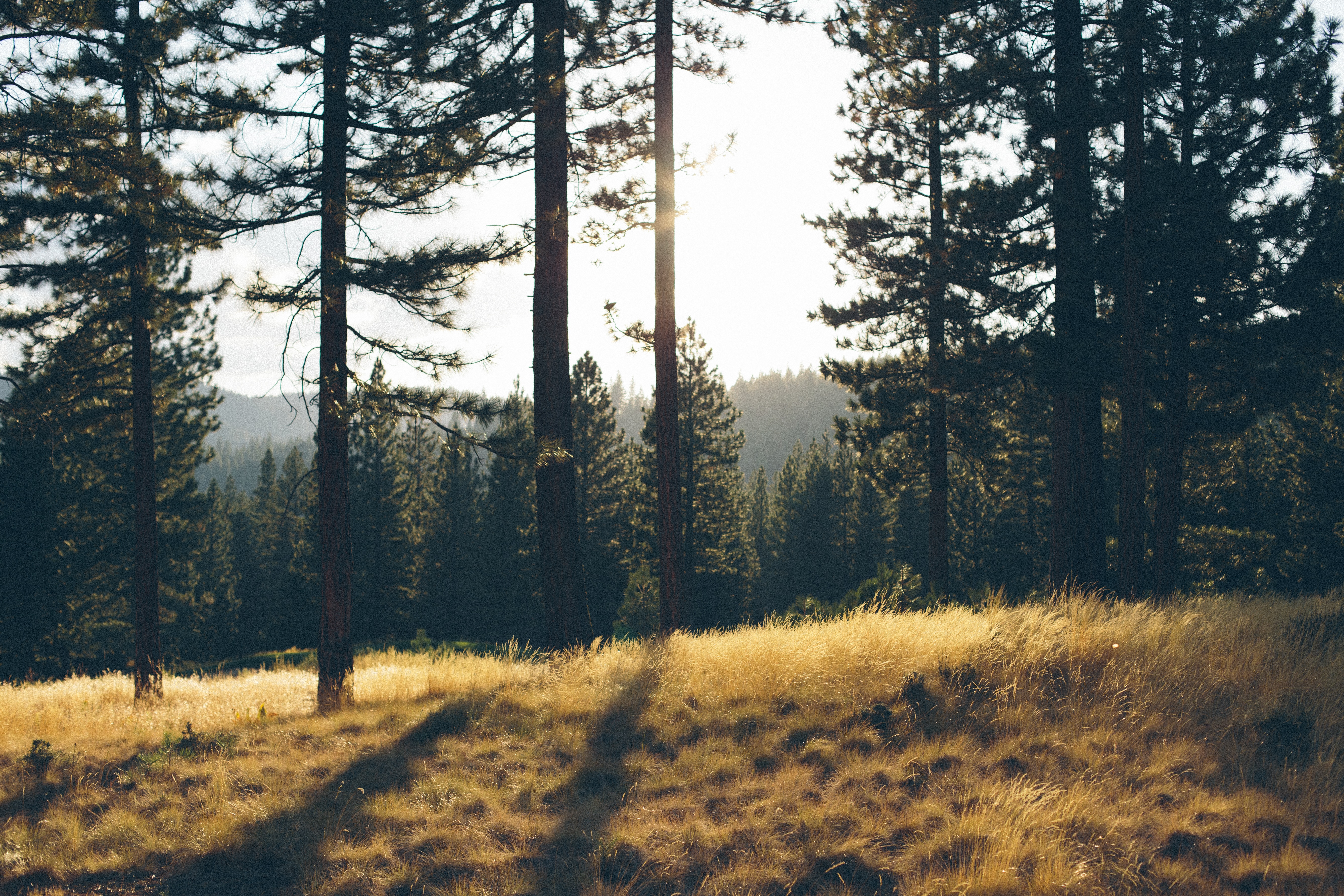 forestecco
